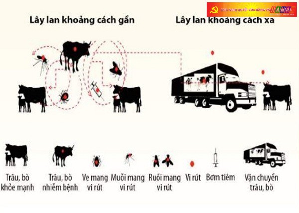 Sơ đồ lây nhiễm bệnh theo hướng dẫn của FAO